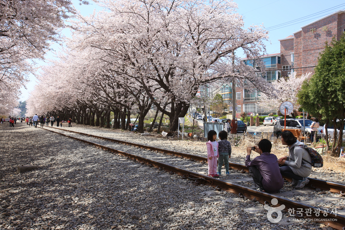 Kirschblütenstraße am Bahnhof Gyeonghwa (경화역 벚꽃길)