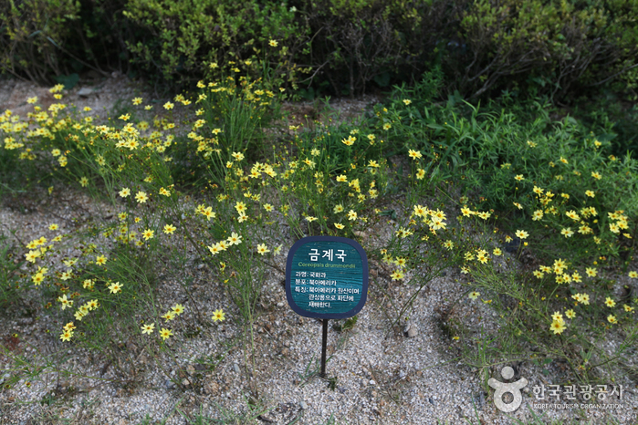 Jardín Botánico de Namsan (남산 야외식물원)6