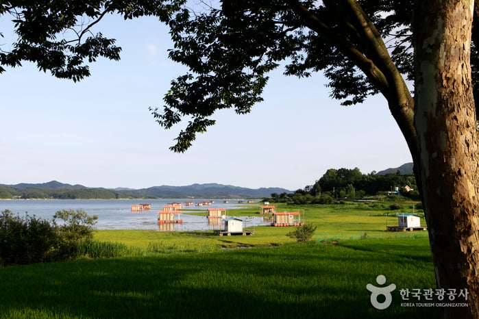 Yedang Reservoir (예당저수지(예당관광지))