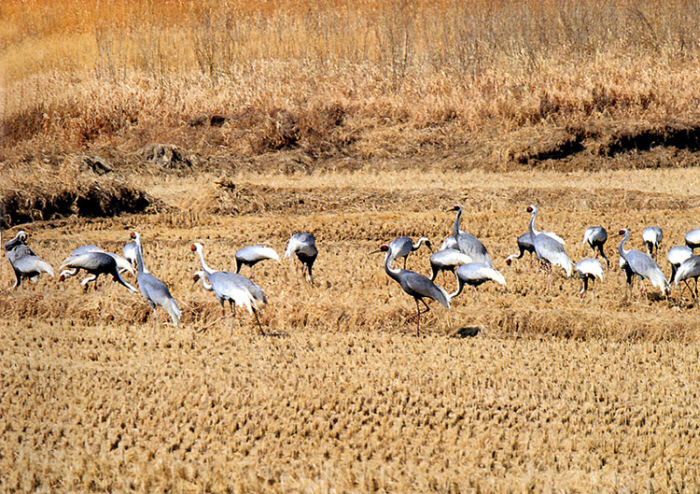 Cheorwon Plain (Migratory Bird Habitat) (철원평야(철새도래지))