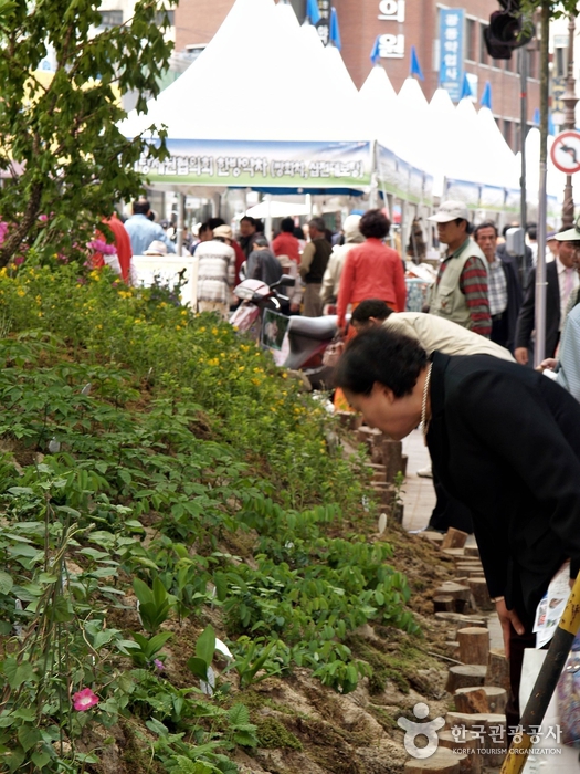 Others VisitKorea Daegu Yangnyeongsi Herbal Medicine Festival (대구약령시