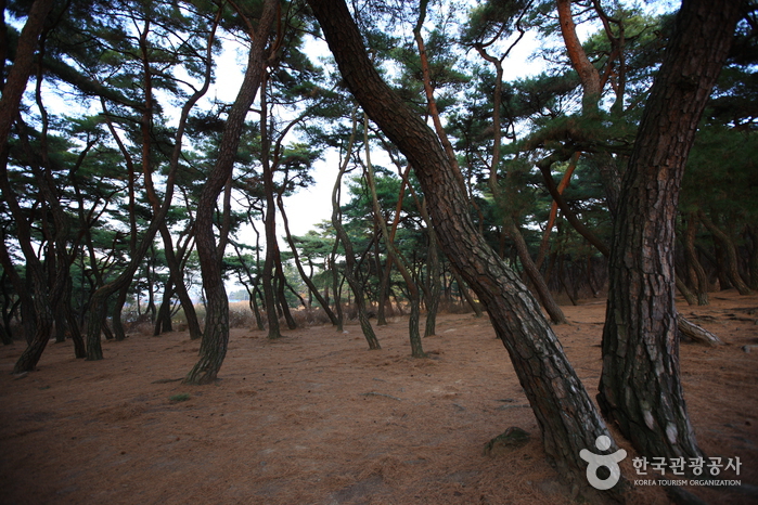 Gyeongju Bae-dong Samneung Royal Tombs (경주 배동 삼릉)