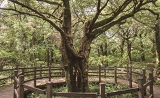 済州榧子林（제주비자림）