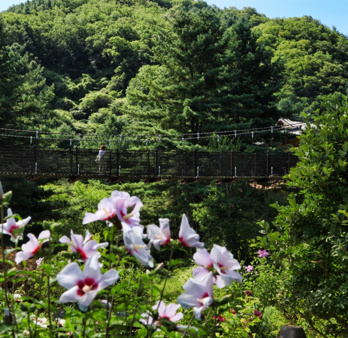 慶典查詢 韓國觀光公社晨靜樹木園無窮花 木槿花 展 아침고요수목원무궁화전시회 慶典與活動 旅遊精選 韓國觀光公社