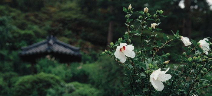 慶典查詢 韓國觀光公社晨靜樹木園無窮花 木槿花 展 아침고요수목원무궁화전시회 慶典與活動 旅遊精選 韓國觀光公社