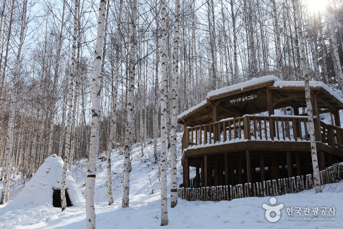Wondae-ri Birch Forest (원대리 자작나무 숲 (속삭이는 자작나무 숲))