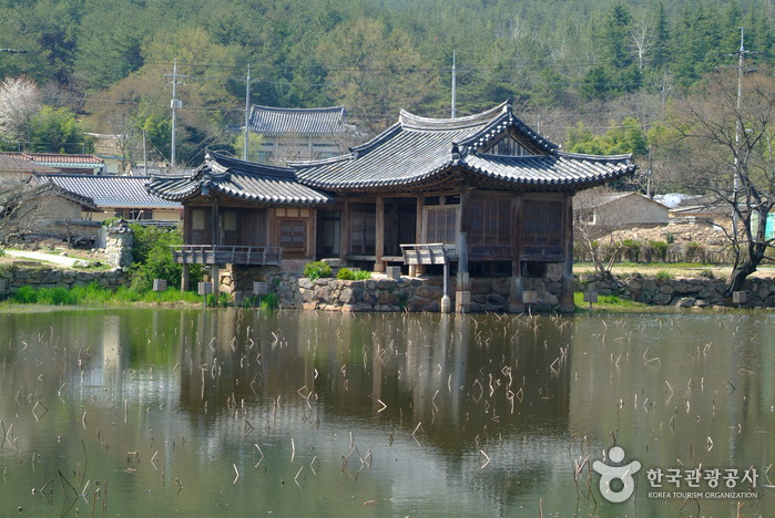 Seochulji Pond in Gyeongju (Lotus Flower) (경주 서출지)