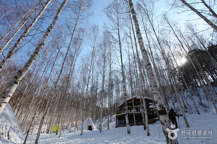 Wondae-ri Birch Forest (원대리 자작나무 숲 (속삭이는 자작나무 숲))