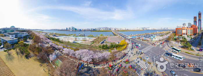 Фестиваль весенних цветов на Йоидо (영등포 여의도봄꽃축제)5