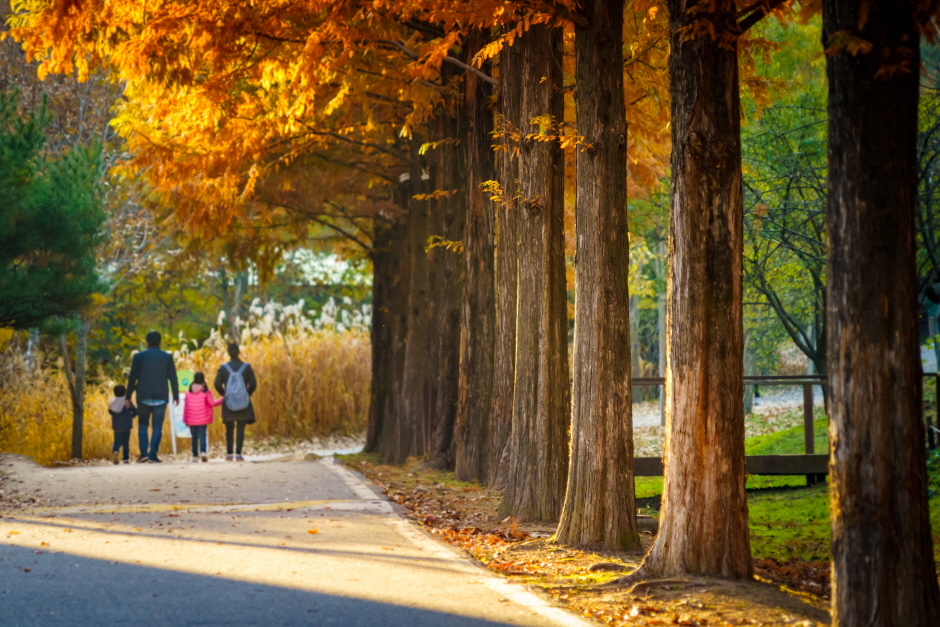 Mulhyanggi Arboretum (물향기수목원)