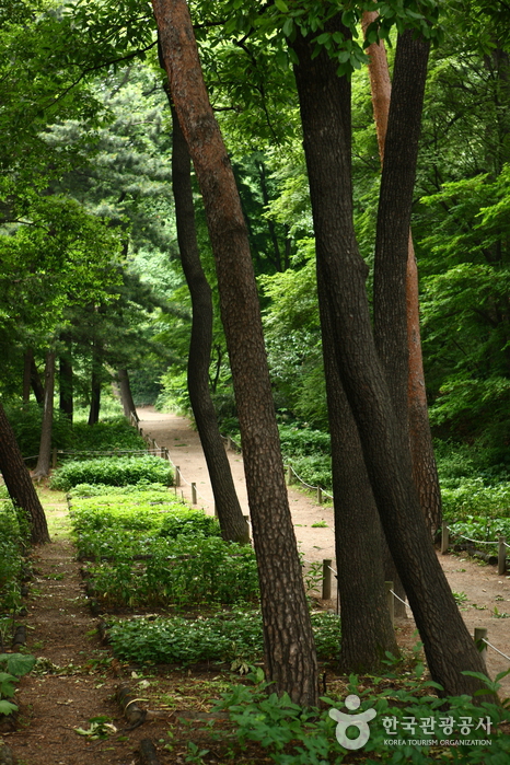 Hongneung Arboretum (홍릉수목원)