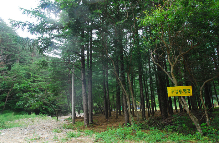 Chemin forestier Geumgang Sonamu à Uljin...