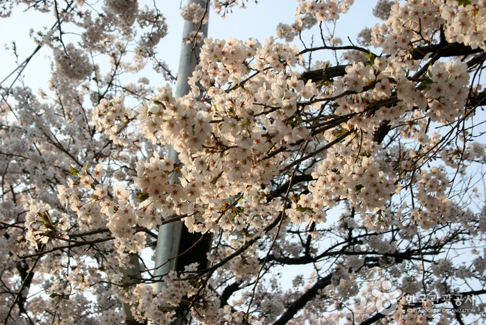 Фестиваль весенних цветов на Йоидо (영등포 여의도봄꽃축제)2