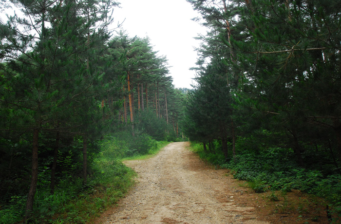 Chemin forestier Geumgang Sonamu à Uljin...