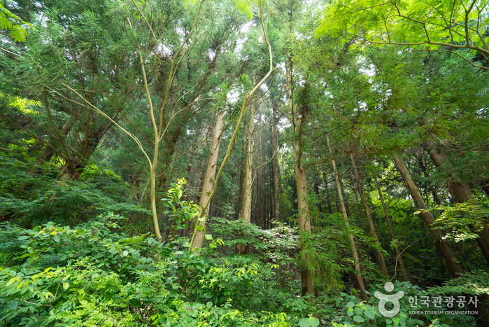 Chungnyeongsan Recreational Forest (축령산자연휴양림)