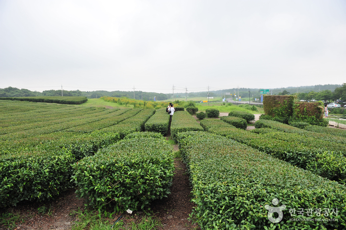 Seogwang Tea Garden (제주 서광다원)
