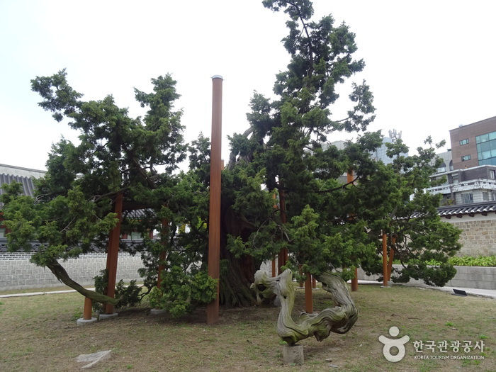 Hyangnamu Tree in Changdeokgung Palace (창덕궁 향나무)