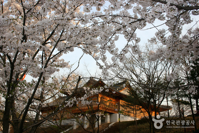 Фестиваль весенних цветов на Йоидо (영등포 여의도봄꽃축제)3 Miniatura