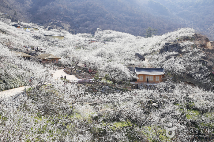 Village des Maehwa Seomjingang (섬진강 매화마을...
