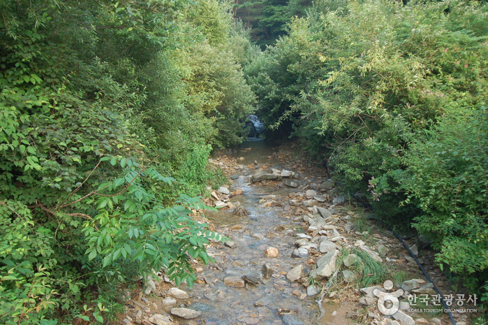 Jucheongang Recreational Forest (주천강자연휴양림)