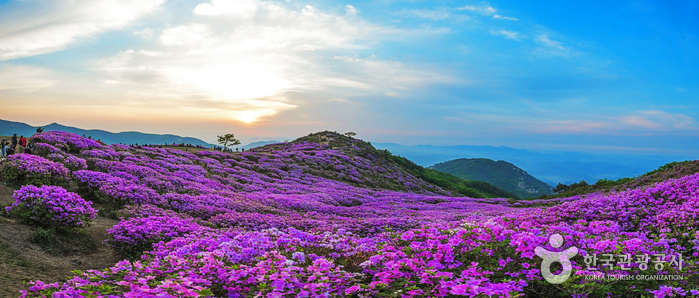 royal azalea festival hwangmae mountain