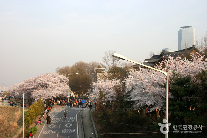 Фестиваль весенних цветов на Йоидо (영등포 여의도봄꽃축제)