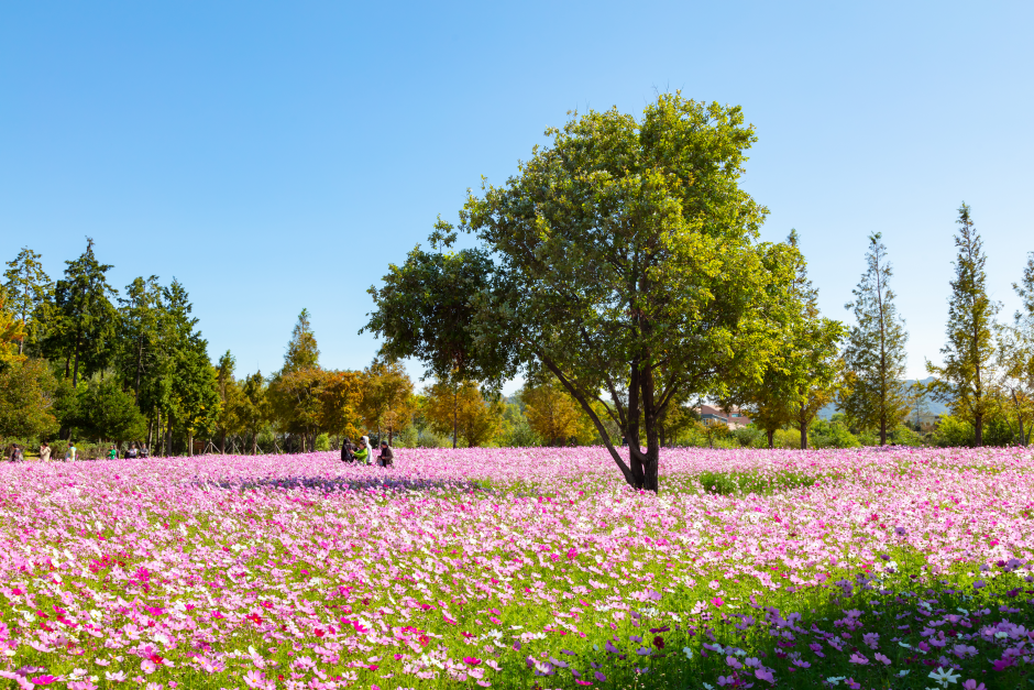 Suncheonman Bay National Garden (순천만국가정원)