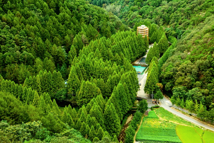 长泰山自然休养林(장태산자연휴양림)