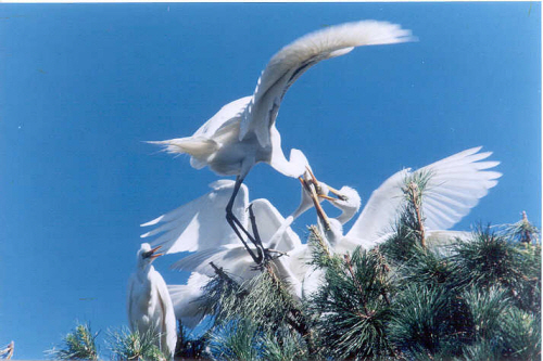 Geumnam Egret Habitat (금남 백로 서식지)