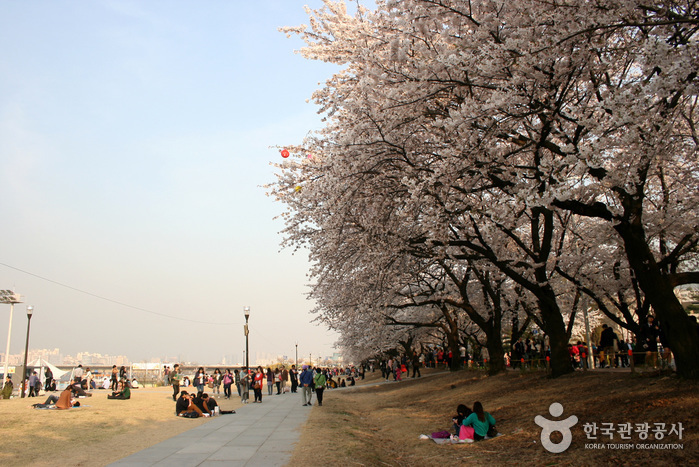 Фестиваль весенних цветов на Йоидо (영등포 여의도봄꽃축제)4 Miniatura