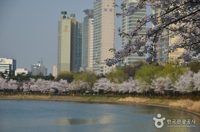 Seokchonhosu Kirschblütenfestival (석촌호수 벚꽃축제)