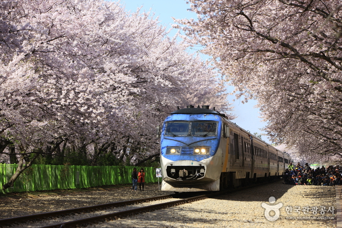 Gyeonghwa Station Cherry Blossom Road (경화역 벚꽃길)