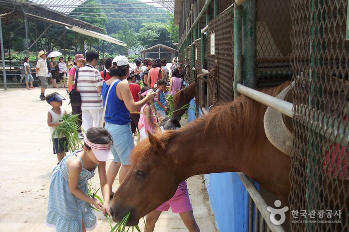 Hanteo Pony Farm (한터 조랑말농장)