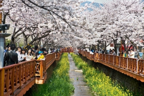 Current Festivals : VisitKorea Jinhae Gunhangje Festival (진해군항제) | Official  Korea Tourism Organization