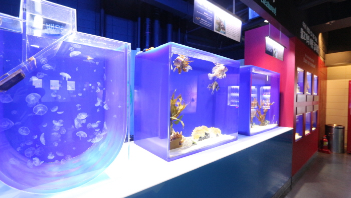 Aquarium del COEX (코엑스 아쿠아리움) 3