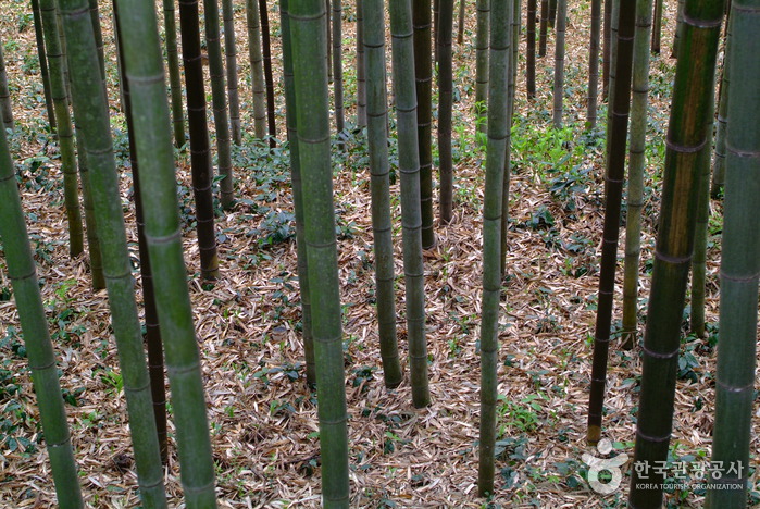 Daenamugol Bamboo Park (대나무골 테마공원)