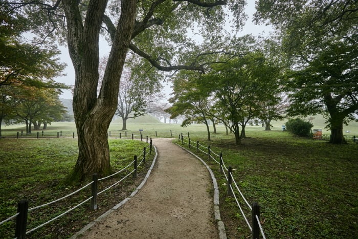 Forêt de Gyerim à Gyeongju (경주 계림)
