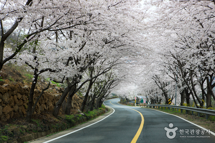 Simni (10-ri) Cherry Blossom Road (십리벚꽃길)
