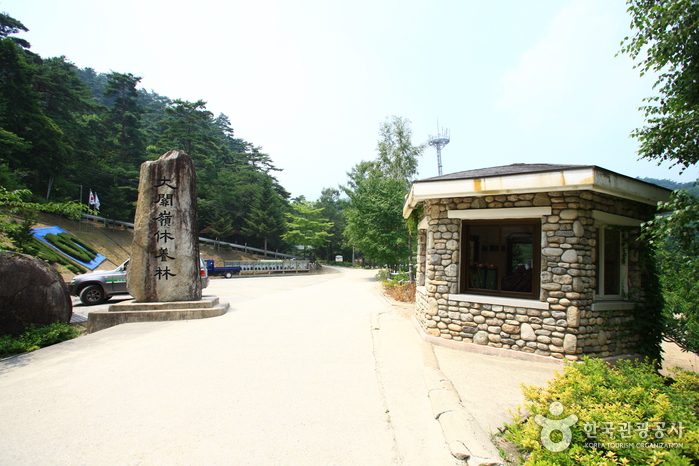 Daegwallyeong National Recreational Forest (국립 대관령자연휴양림)