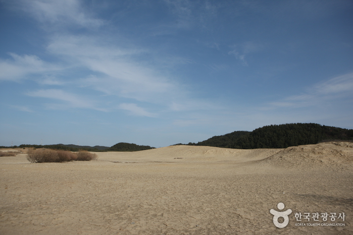 Sinduri Coastal Sand Dune (태안 신두리 해안사구)