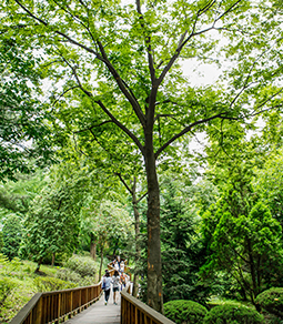 Photo: Hongneung Arboretum