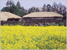 Village folklorique de Seongeup